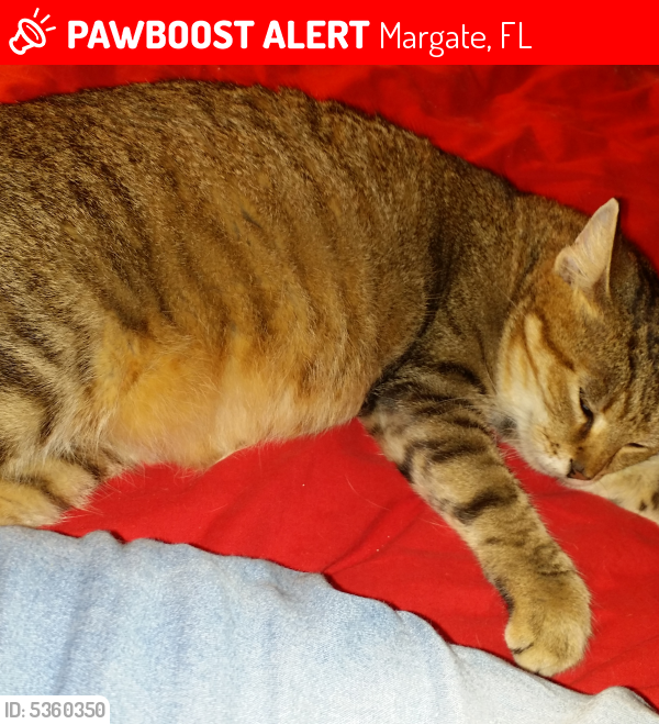 Lost Female Cat last seen Near NW 18th St & NW 17th St, Margate, FL 33063