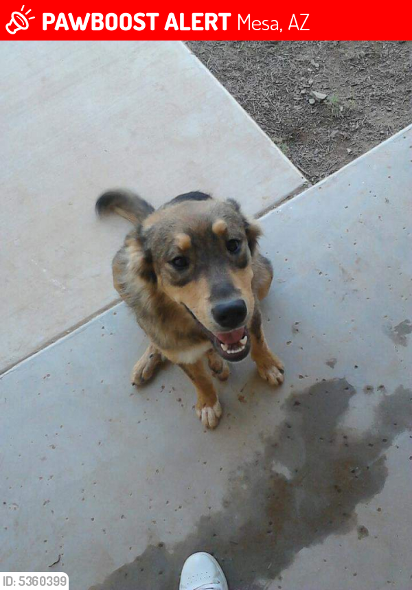 Lost Female Dog last seen Near E Arbor Ave & 40th street, Mesa, AZ 85208