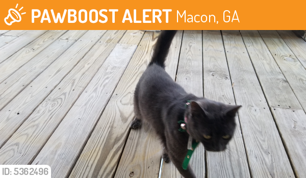 Found/Stray Male Cat last seen Near Charter Lane, Macon, GA, USA, Macon, GA 31210