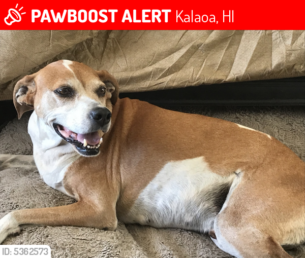 Lost Male Dog last seen Near Paiaha St, Kalaoa, HI 96740