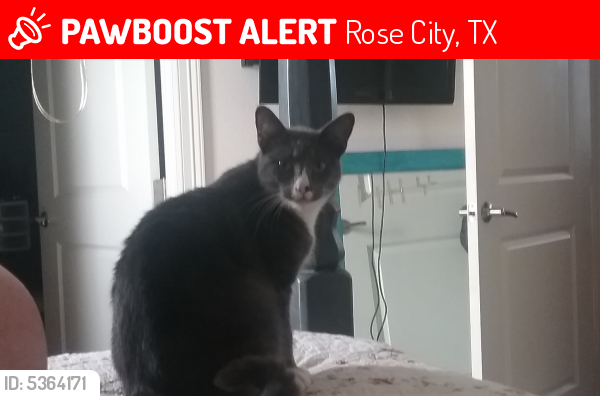 Lost Male Cat last seen Near Rose City Dr & Primrose St, Rose City, TX 77662