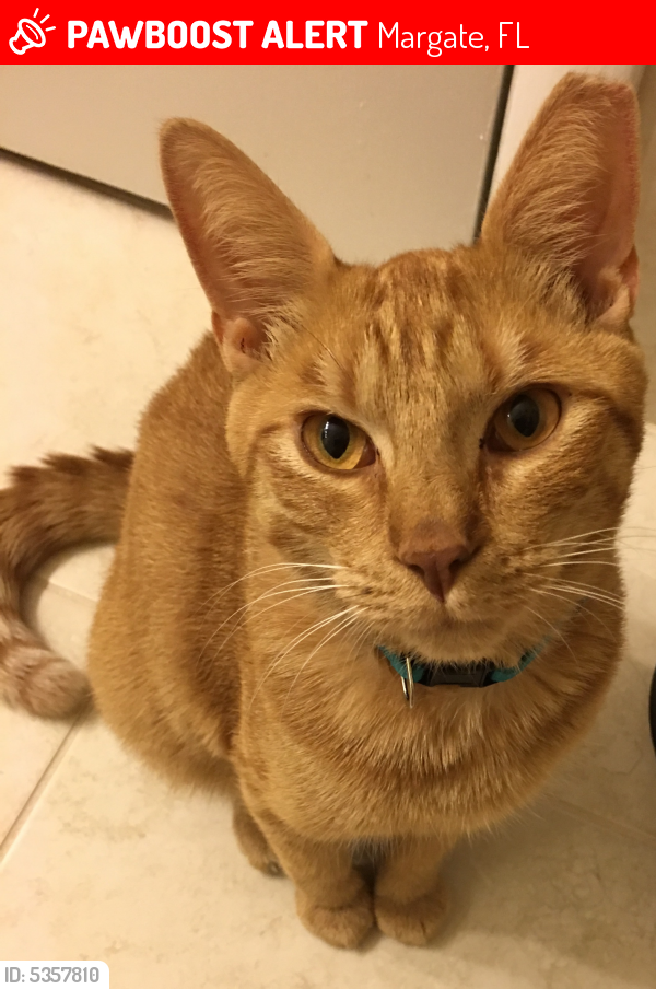 Lost Male Cat last seen Near NW 2nd St & NW 69th Ave, Margate, FL 33063