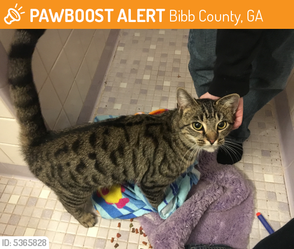 Found/Stray Female Cat last seen Near Sofkee Place & Griffin Rd, Bibb County, GA 31216