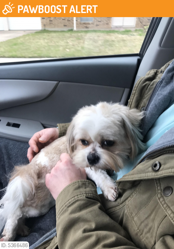 Susan running hot sale shih tzu