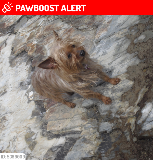 Lost Female Dog last seen Near Broadway & Acacia Ave, Los Angeles County, CA 90606