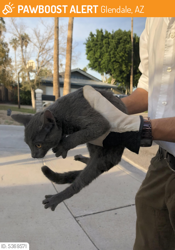 Found/Stray Male Cat last seen Near W Orangewood Ave & N 45th Cir, Glendale, AZ 85301