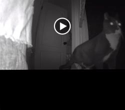 Lost Male Cat last seen Near N Kenwood St & W Magnolia Blvd, Burbank, CA 91505