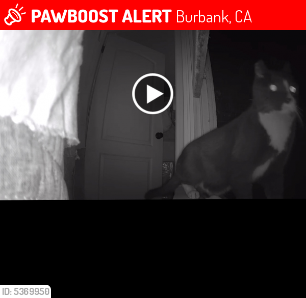 Lost Male Cat last seen Near N Kenwood St & W Magnolia Blvd, Burbank, CA 91505