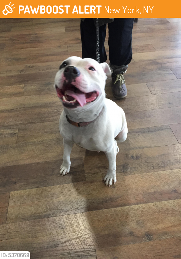 New York, NY Stray Female Dog Found Near Near W 55th St & Broadway