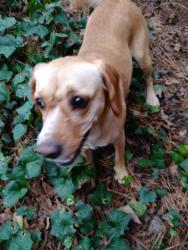 Reunited Female Dog last seen Near N Druid Hills Rd & Moorestown Cir, Decatur, GA 30033