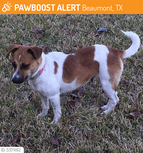 Found/Stray Female Dog last seen Near Shivers Dr & Bettes Ln, Beaumont, TX 77708