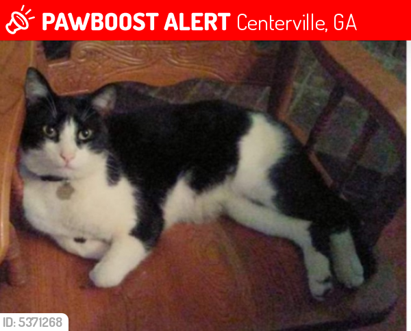 Lost Male Cat last seen Near Davis Dr & Virginia Dr, Centerville, GA 31028