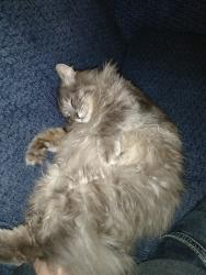 Lost Male Cat last seen Near S Lewis St park, Snohomish County, WA 98272