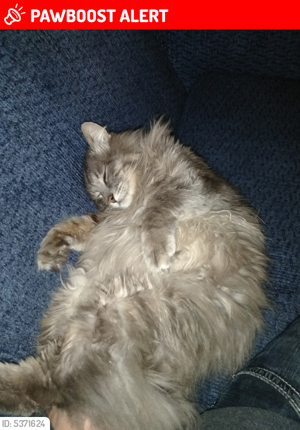 Lost Male Cat last seen Near S Lewis St park, Snohomish County, WA 98272
