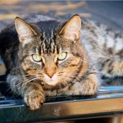 Reunited Female Cat last seen Near Edgemere Cir & Random Stone Ct, Reston, VA 20190