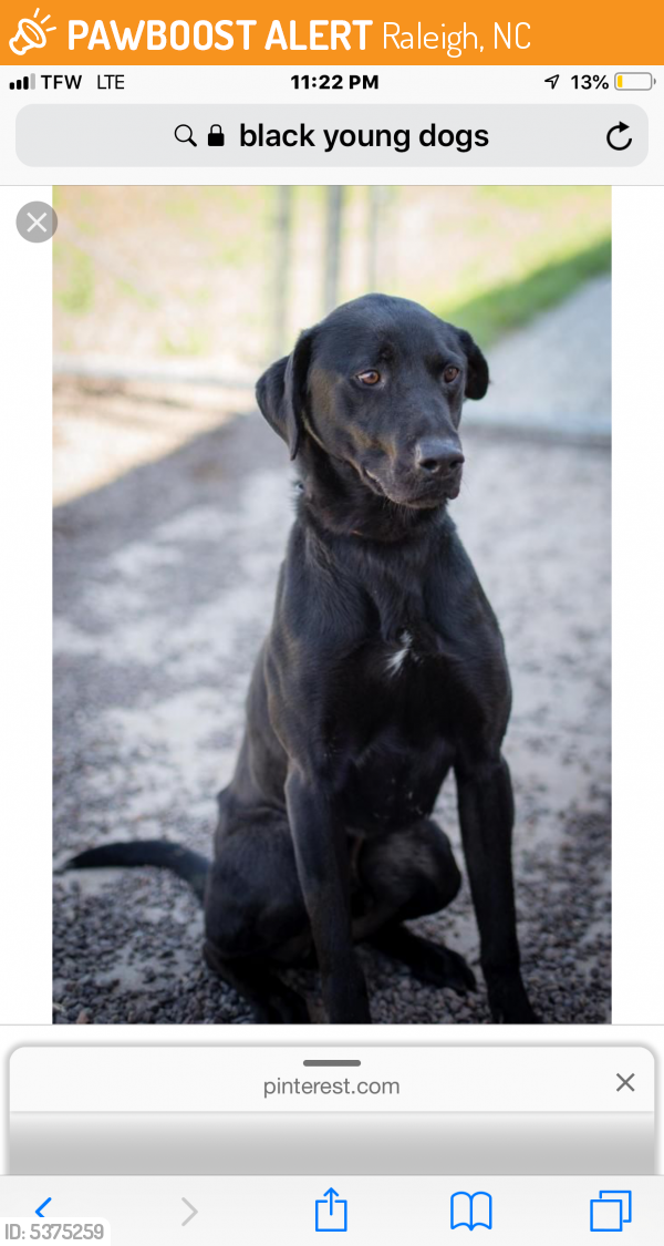 Found/Stray Unknown Dog last seen Near Six Forks Rd & Anson Way, Raleigh, NC 27615