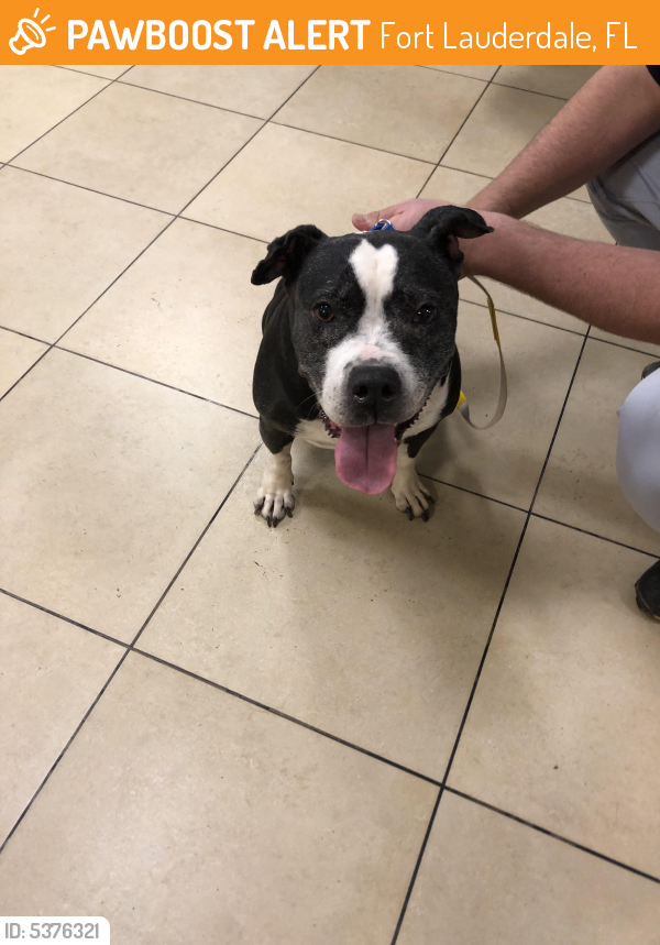 Found/Stray Female Dog last seen Near NW 15th Ave & NW 21st St, Fort Lauderdale, FL 33311
