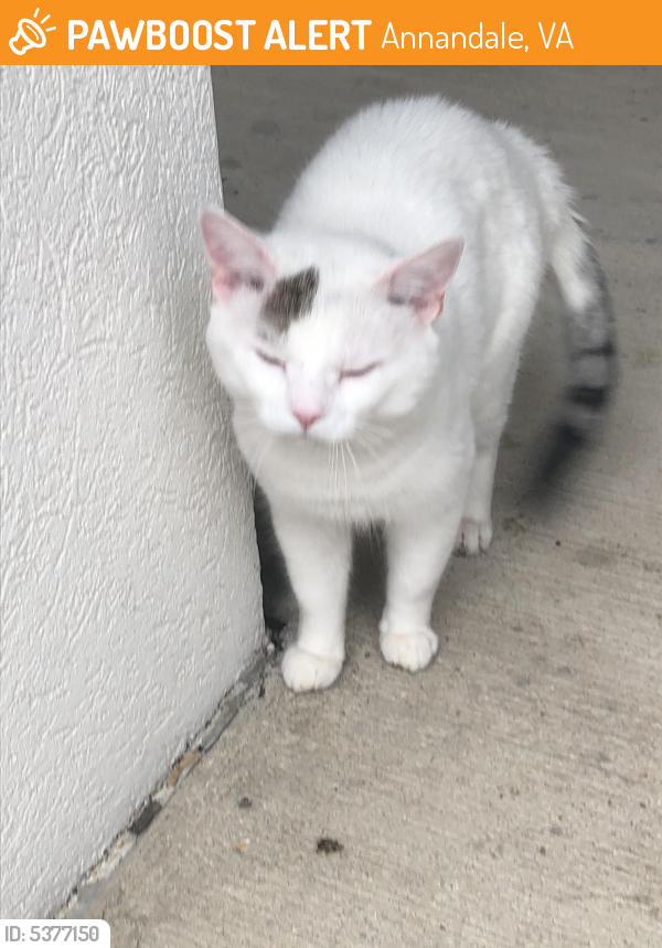 Found/Stray Unknown Cat last seen Near Aspen Hill Ct & Aspen Trace Ct, Annandale, VA 22003
