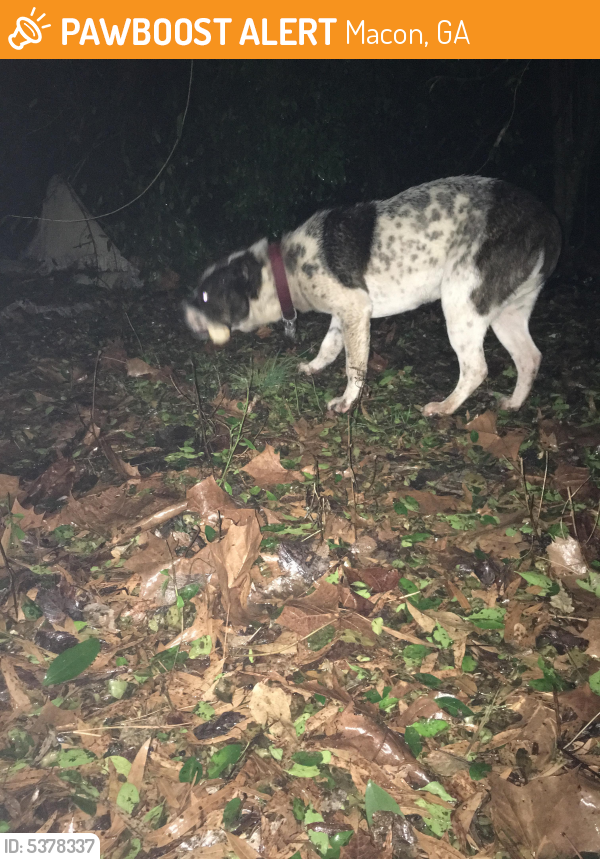 Found/Stray Unknown Dog last seen Near timberlane Rd & Forest Lake Dr, Macon, GA 31210