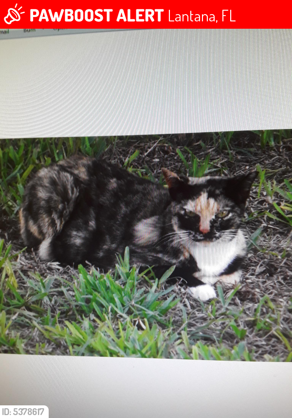 Lost Female Cat last seen Near W Broward St & S 13th St, Lantana, FL 33462