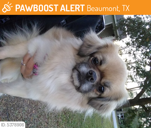 Found/Stray Unknown Dog last seen Near East Dr & Central Dr, Beaumont, TX 77706