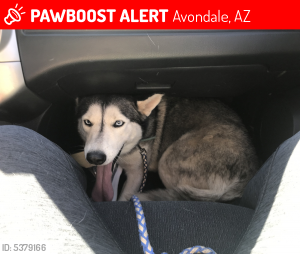 Lost Female Dog last seen Near N Central Ave & E Western Ave, Avondale, AZ 85323