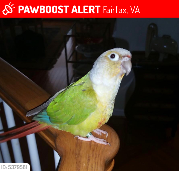 Lost Male Bird last seen Near Olive Mae Cir & Cedarest Rd, Fairfax, VA 22031