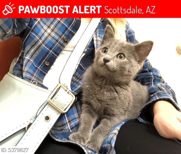 Lost Male Cat last seen Near E Thomas Rd & Apartment, Scottsdale, AZ 85251