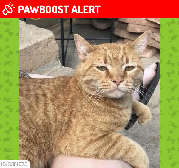 Lost Male Cat last seen Near Baylor Dr & Marion Dr, Colorado Springs, CO 80909