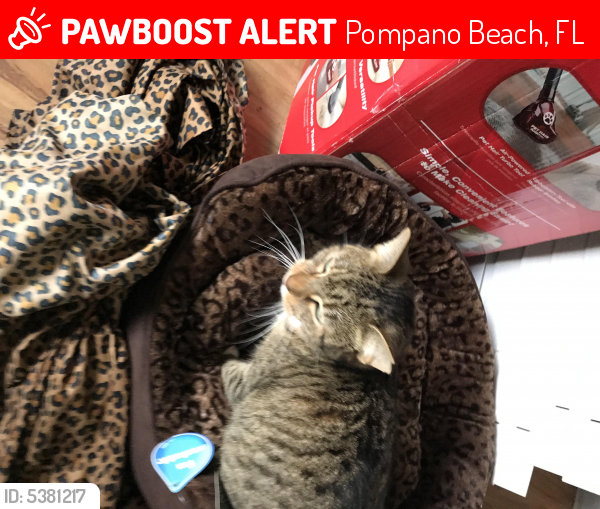 Lost Female Cat last seen Near NW 6th Ave & NW 3rd Ave, Pompano Beach, FL 33060
