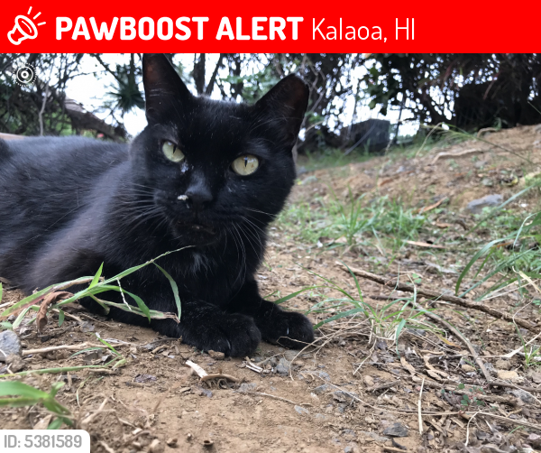 Lost Male Cat last seen Near Kaiminani Dr & Amaama St, Kalaoa, HI 96740
