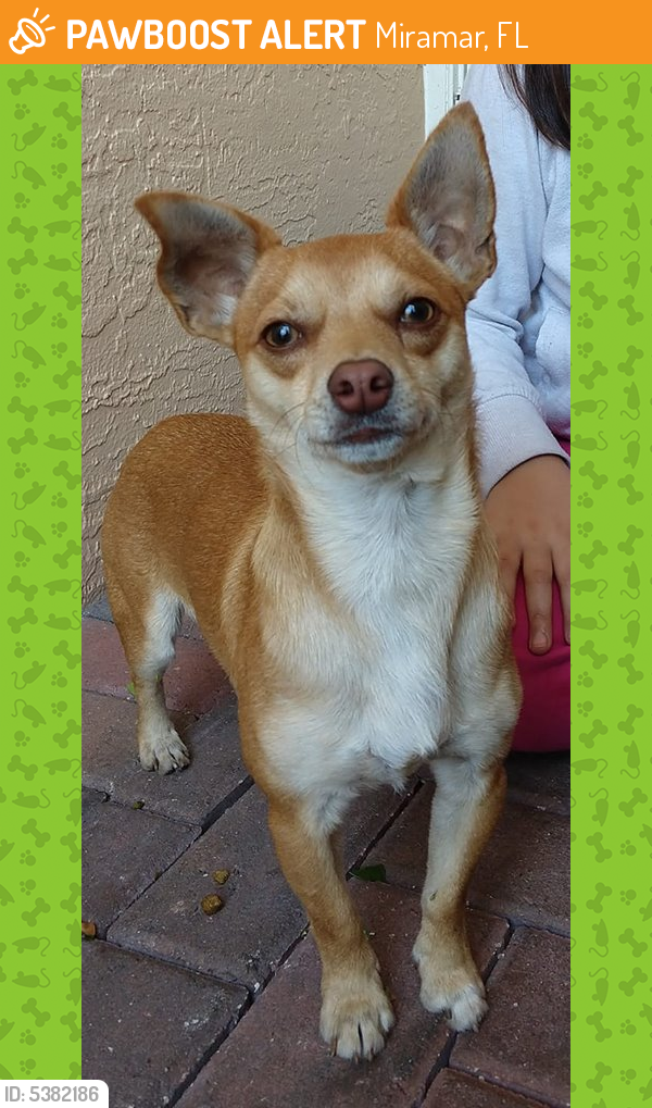 Found best sale male chihuahua