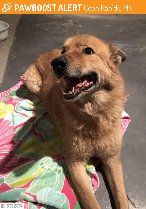 Coon Rapids, MN Stray Dog Found Near Near 121st Ave NW & 121st Ln NW ...