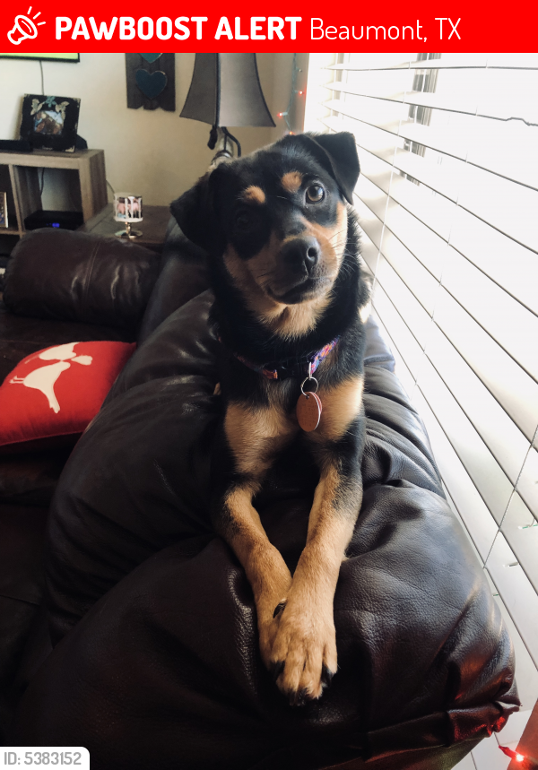 Lost Female Dog last seen Near Gladys Ave & N Major Dr, Beaumont, TX 77706