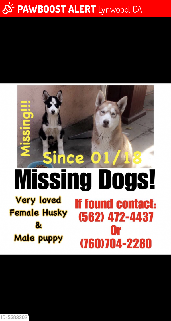 Lost Female Dog last seen Near E McMillan St & S Butler Ave, Lynwood, CA 90262
