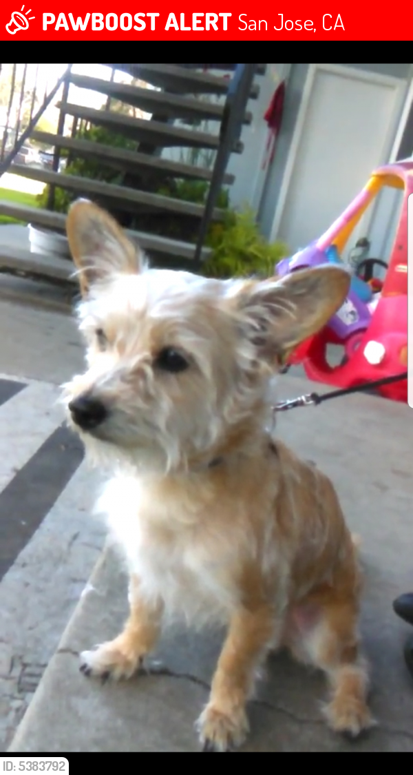 Lost Male Dog last seen Near Tucson Dr & Carlsbad Dr, San Jose, CA 95118