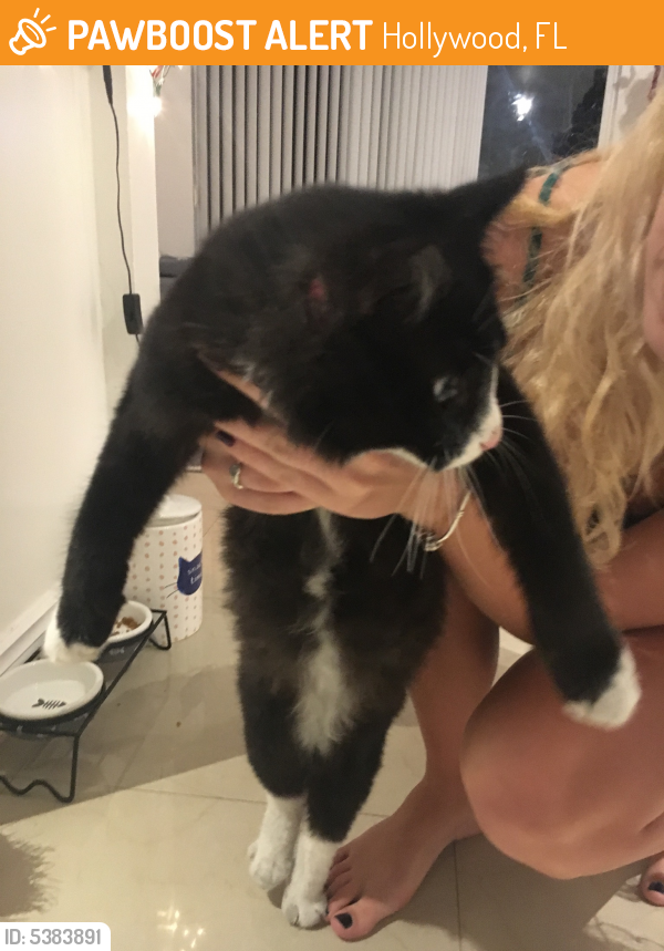 Surrendered Male Cat last seen Near Hollywood Blvd & S 19th Ave, Hollywood, FL 33020