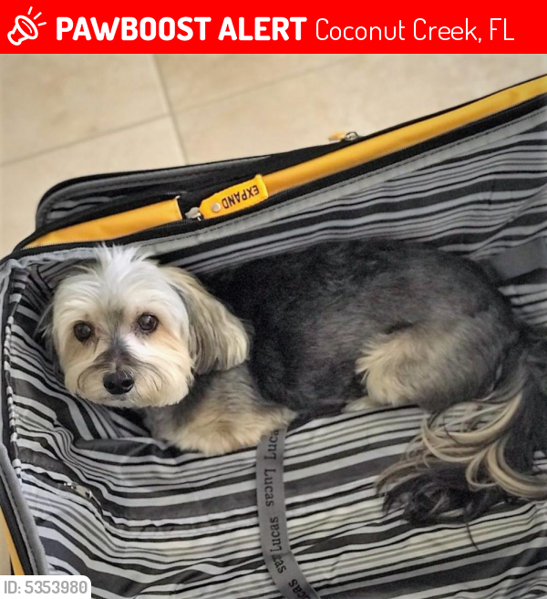 Lost Male Dog last seen Near 34th St. & Lyons Rd , Coconut Creek, FL 33066