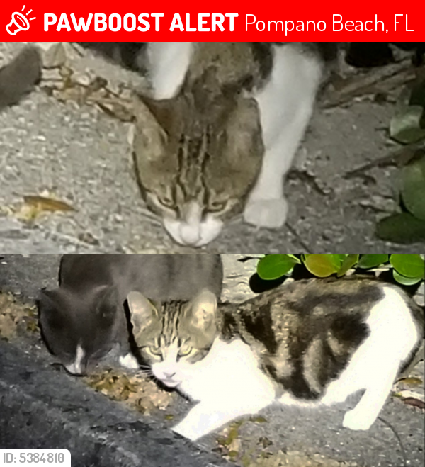 Lost Unknown Cat last seen Near NW 40th Ct & NW 21st Ave, Pompano Beach, FL 33073