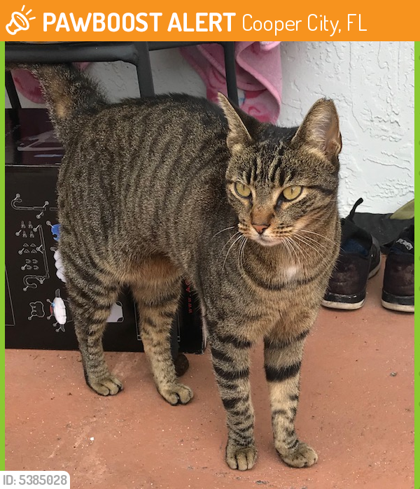 Found/Stray Female Cat last seen Near SW 53rd St & SW 100th Ave, Cooper City, FL 33328