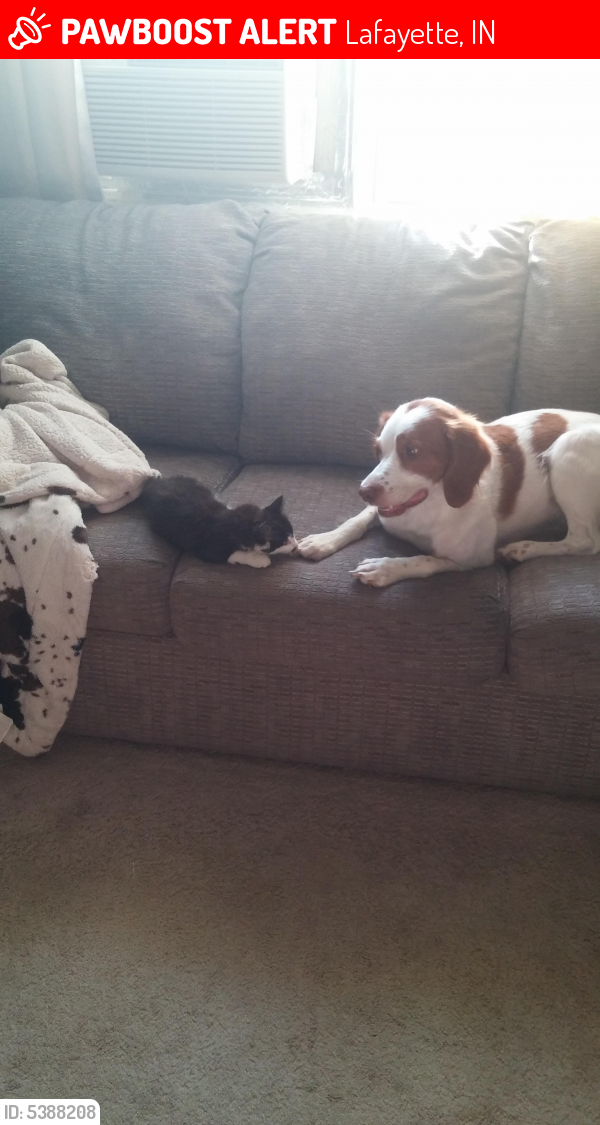 Lost Female Dog last seen Near Old Co Rd 350 S & S 460 E, Lafayette, IN 47905