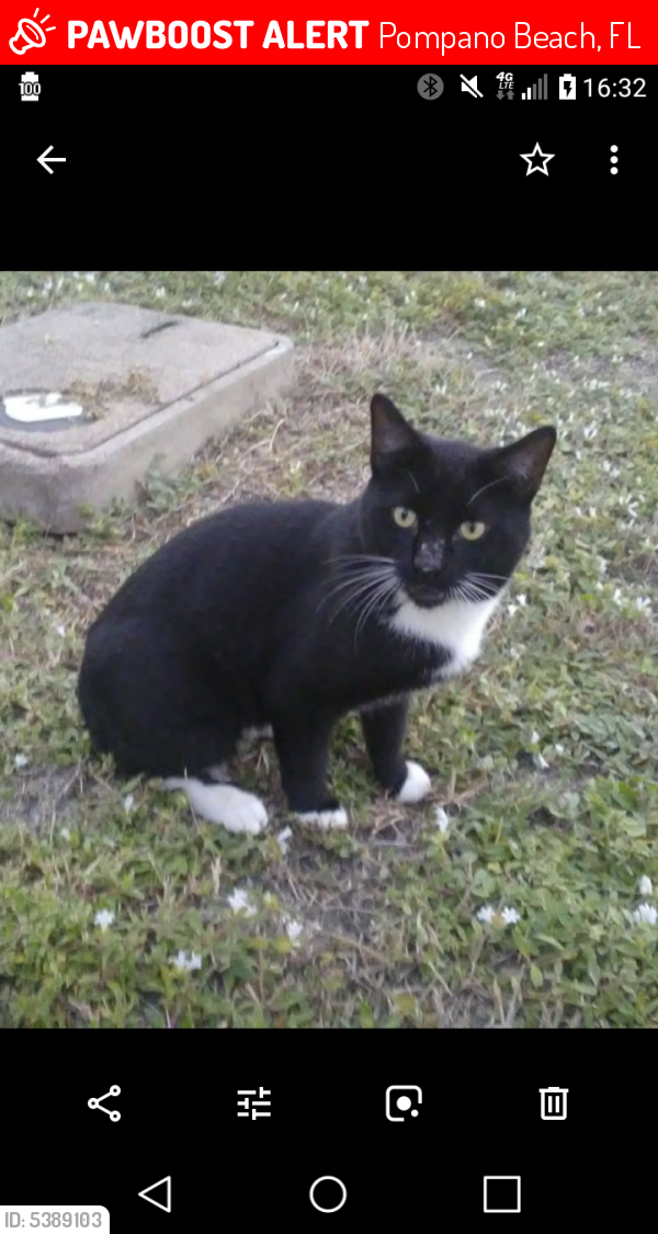 Lost Male Cat last seen Near SE 23rd Ave & SE 5th St, Pompano Beach, FL 33062