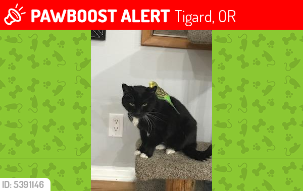 Lost Female Cat last seen Near SW 78th Ave & SW 778th Ave, Tigard, OR 97223