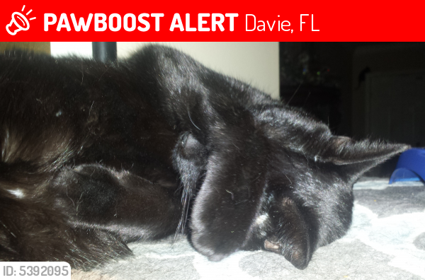 Lost Female Cat last seen Near SW 132nd Ave & SW 16th Ct, Davie, FL 33325
