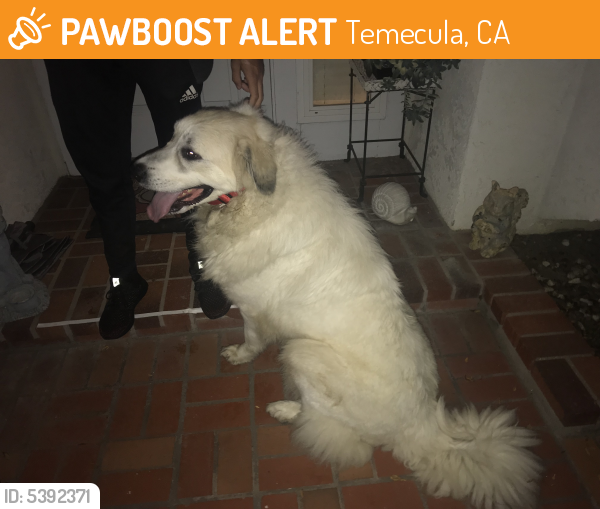 Rehomed Female Dog last seen Near Deer Meadow Rd & Vidette Cir, Temecula, CA 92591