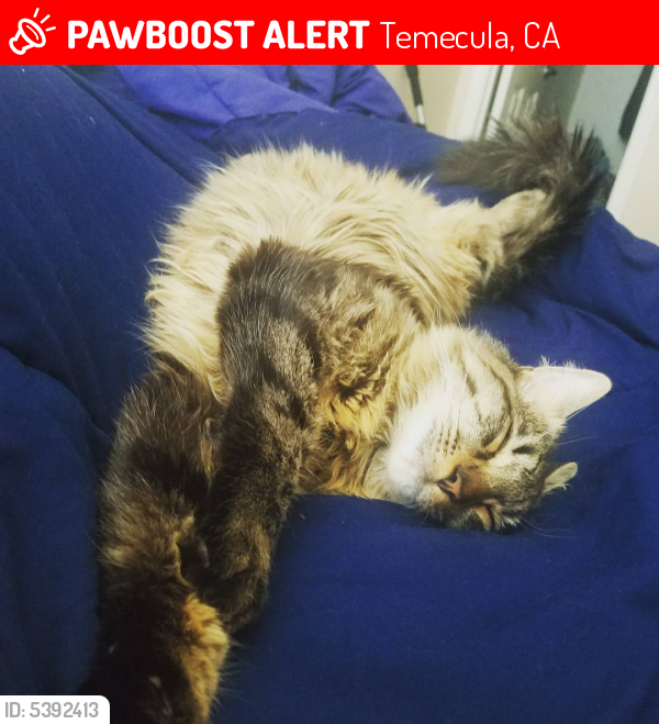 Lost Male Cat last seen Near Via la Vida & Margarita, Temecula, CA 92591