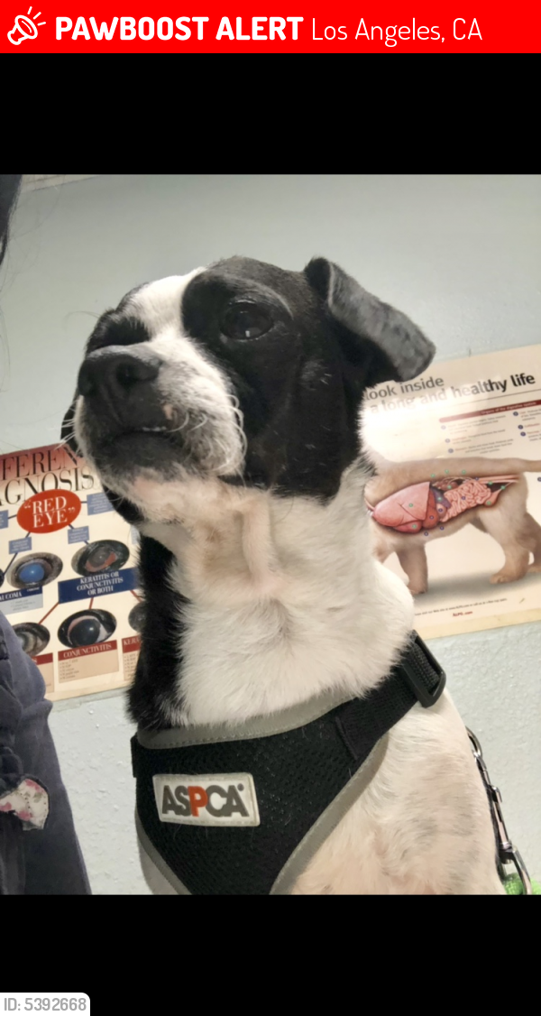 Lost Male Dog last seen Near E Anaheim St & N Henry Ford Ave, Los Angeles, CA 90744