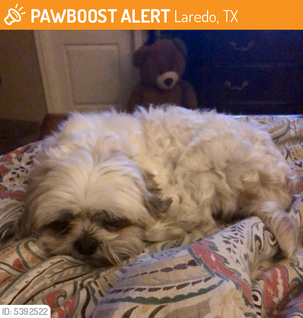 Rehomed Male Dog last seen Near Los Agaves Northside , Laredo, TX 78040