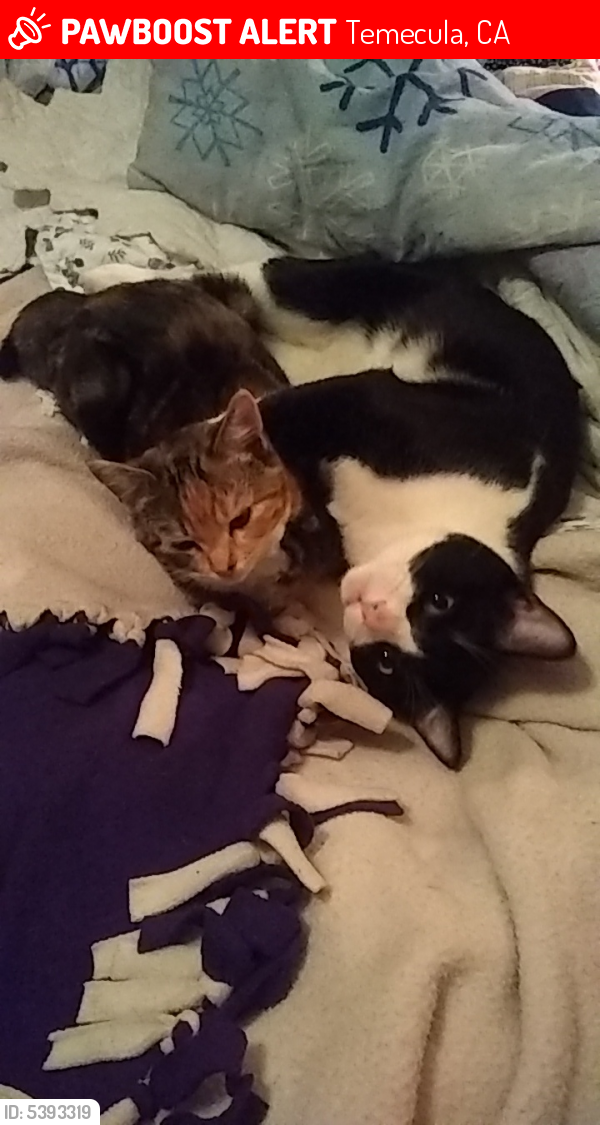 Lost Male Cat last seen Near Manchester Rd & Scarborough Ln, Temecula, CA 92592