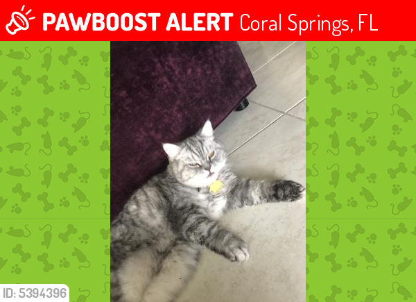 Lost Male Cat last seen Near NW 116th Ter & NW 81st Pl, Coral Springs, FL 33076